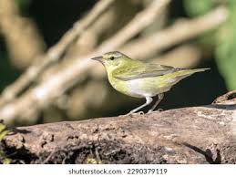 Image result for Vermivora peregrina