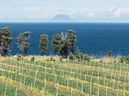 Attēlu rezultāti vaicājumam “Licea castanea”