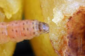 Attēlu rezultāti vaicājumam “Grapholita funebrana larva”