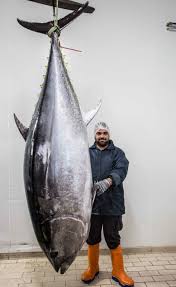 Image result for Thunnus obesus