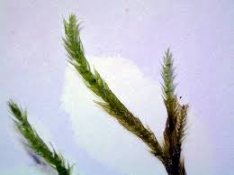 Attēlu rezultāti vaicājumam “Brachythecium salebrosum sporophyte”