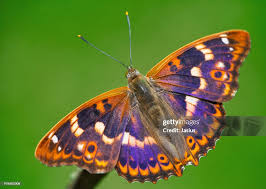 Attēlu rezultāti vaicājumam “Apatura ilia”