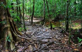 Image result for синхараджа