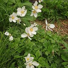 Attēlu rezultāti vaicājumam “Anemone sylvestris leaf”