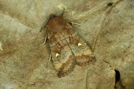 Attēlu rezultāti vaicājumam “Eupsilia transversa”