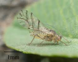 Attēlu rezultāti vaicājumam “Sternorrhyncha”