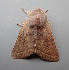 Attēlu rezultāti vaicājumam “Orthosia opima”