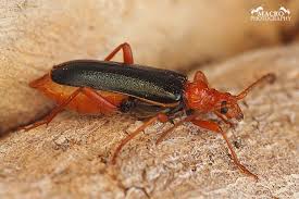 Attēlu rezultāti vaicājumam “Rhamnusium bicolor”