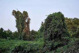 Image result for лес,