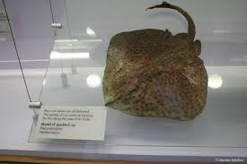 Image result for Raja polystigma