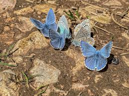 Attēlu rezultāti vaicājumam “Plebejus idas underside”