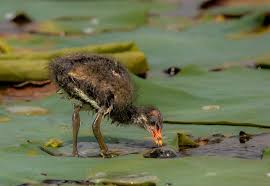 Attēlu rezultāti vaicājumam “Gallinula chloropus juvenile”