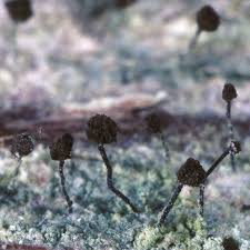 Attēlu rezultāti vaicājumam “Chaenotheca trichialis”