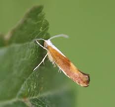 Attēlu rezultāti vaicājumam “Argyresthia albistria”