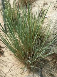 Attēlu rezultāti vaicājumam “Corynephorus canescens”