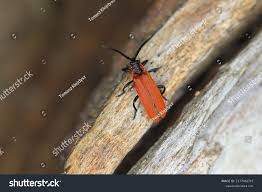 Attēlu rezultāti vaicājumam “Lygistopterus sanguineus”