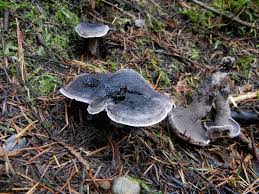 Attēlu rezultāti vaicājumam “Phellodon tomentosus”