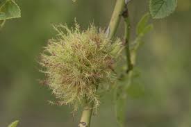 Attēlu rezultāti vaicājumam “Diplolepis rosae”