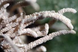 Attēlu rezultāti vaicājumam “Torrubiella arachnophila”