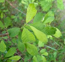 Attēlu rezultāti vaicājumam “Salix aurita”