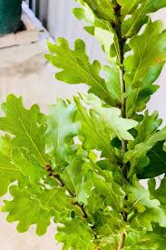 Attēlu rezultāti vaicājumam “Quercus robur Fastigiata leaf”