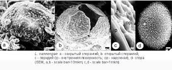 Attēlu rezultāti vaicājumam “Liceaceae”