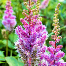 Image result for Astilbe