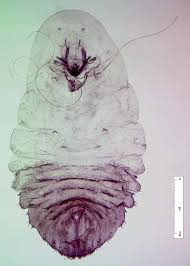 Attēlu rezultāti vaicājumam “Lepidosaphes ulmi imago”