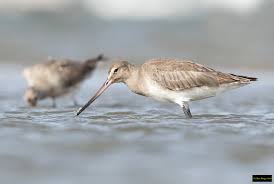 Image result for Limosa haemastica