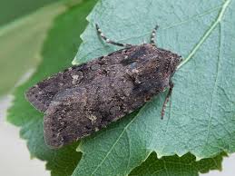 Attēlu rezultāti vaicājumam “Euxoa nigricans”