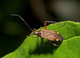 Attēlu rezultāti vaicājumam “Closterotomus biclavatus imago”