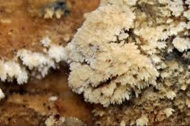 Attēlu rezultāti vaicājumam “Hyphodontia barba-jovis”