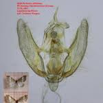 Attēlu rezultāti vaicājumam “Perizoma affinitata”