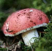 Attēlu rezultāti vaicājumam “Russula vesca”