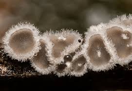 Attēlu rezultāti vaicājumam “Lachnella alboviolascens”