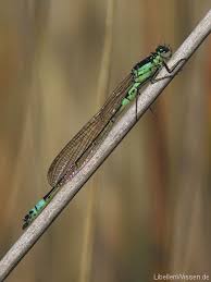 Attēlu rezultāti vaicājumam “Coenagrion armatum male”