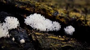 Attēlu rezultāti vaicājumam “Brefeldia maxima macro”