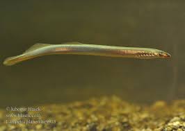 Attēlu rezultāti vaicājumam “Lampetra planeri”