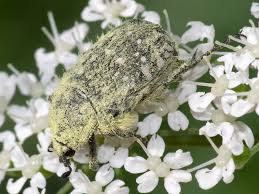 Attēlu rezultāti vaicājumam “Oxythyrea funesta imago”