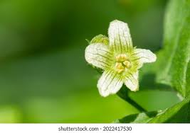 Attēlu rezultāti vaicājumam “Bryonia alba flower”