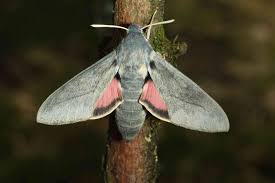 Attēlu rezultāti vaicājumam “Hyles gallii imago”