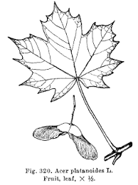 Attēlu rezultāti vaicājumam “Acer platanoides”