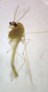 Attēlu rezultāti vaicājumam “Tanytarsus”