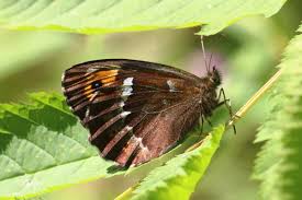 Attēlu rezultāti vaicājumam “Erebia ligea upperside”