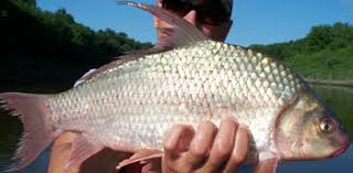 Image result for Carpiodes cyprinus