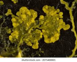 Attēlu rezultāti vaicājumam “Physarum obscurum plasmodium”