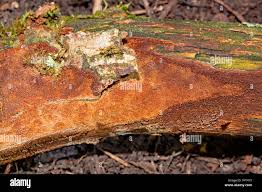 Attēlu rezultāti vaicājumam “Phellinus ferruginosus”