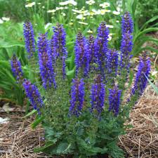 Attēlu rezultāti vaicājumam “Salvia nemorosa flower”