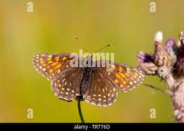 Attēlu rezultāti vaicājumam “Melitaea diamina upperside”
