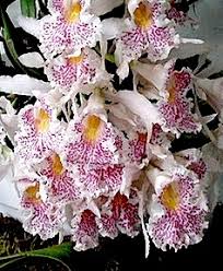 Attēlu rezultāti vaicājumam “Trichia varia sessile”